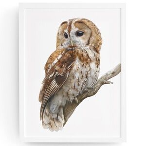 Watercolor Tawny Owl Portrait Wall Art Print Poster, Unframed - Majestic Bird